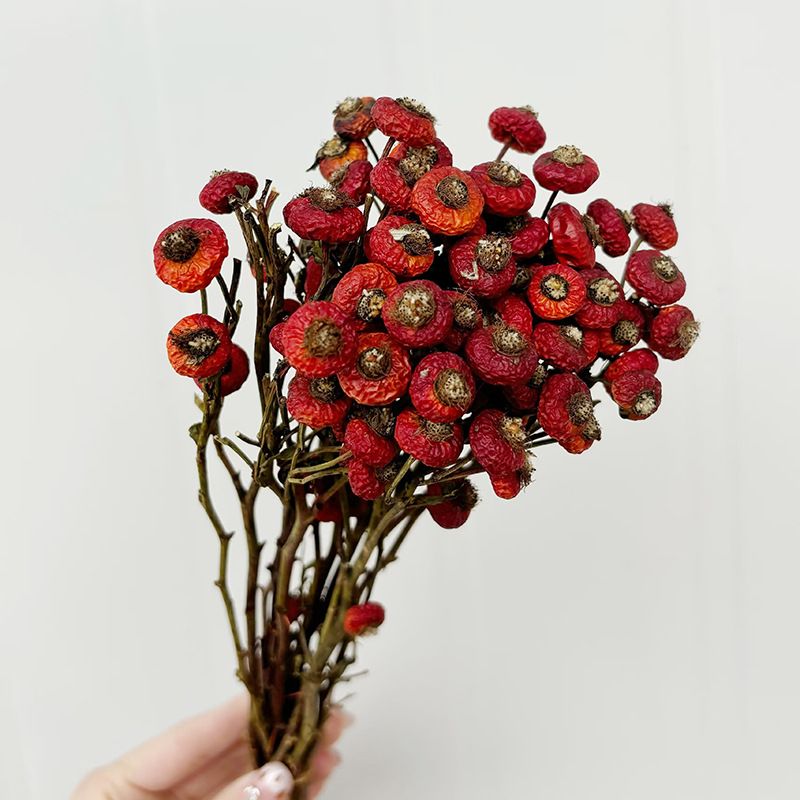 10 pièces/lot de baies de cyno - Dried Flower Bulk avis et prix