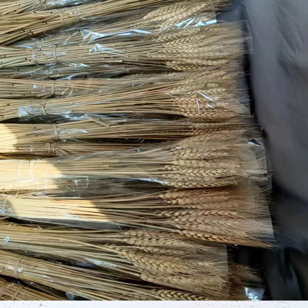 50 tiges de blé séchées artifi - Dried Flower Bulk avis et prix