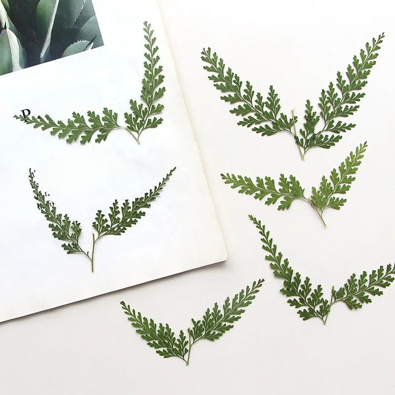 Nature PMurcia Fern Branches,  - Dried Flower Bulk avis et prix