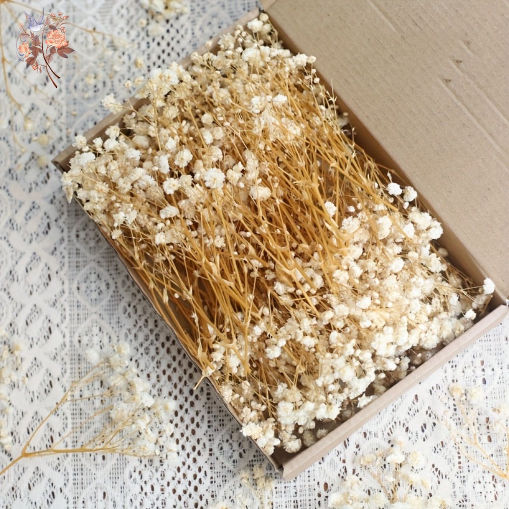 100 mini-fleurs séchées de gyp - Dried Flower Bulk avis et prix